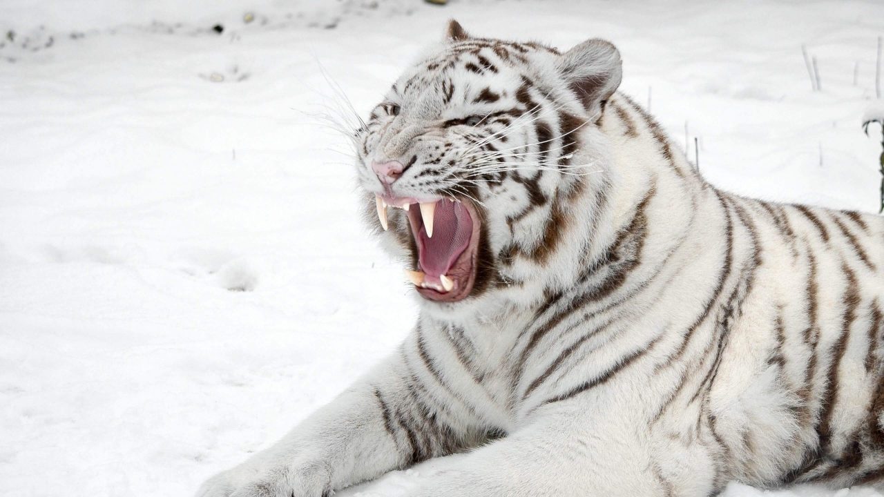 White Tiger Wallpapers 6