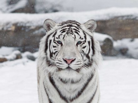 White Tiger Wallpapers 7