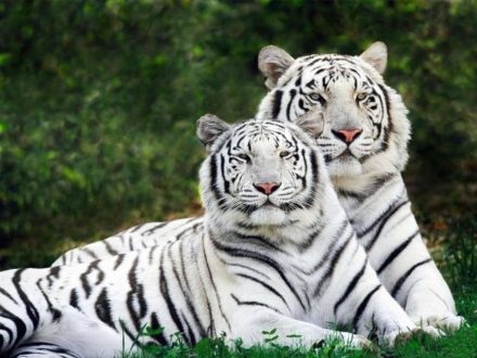 White Tiger Wallpapers 8
