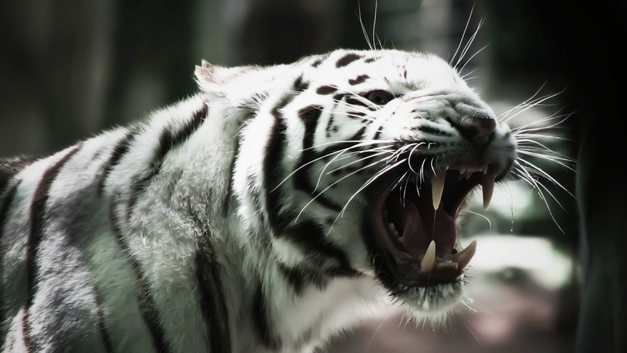 White Tiger Wallpapers 9