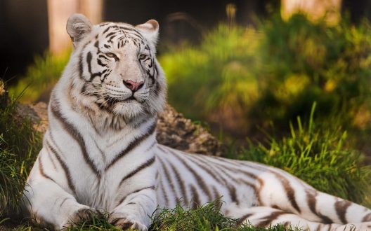 White Tiger Wallpapers for Computer