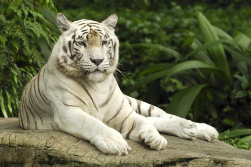 White Tiger Wallpapers for Laptop