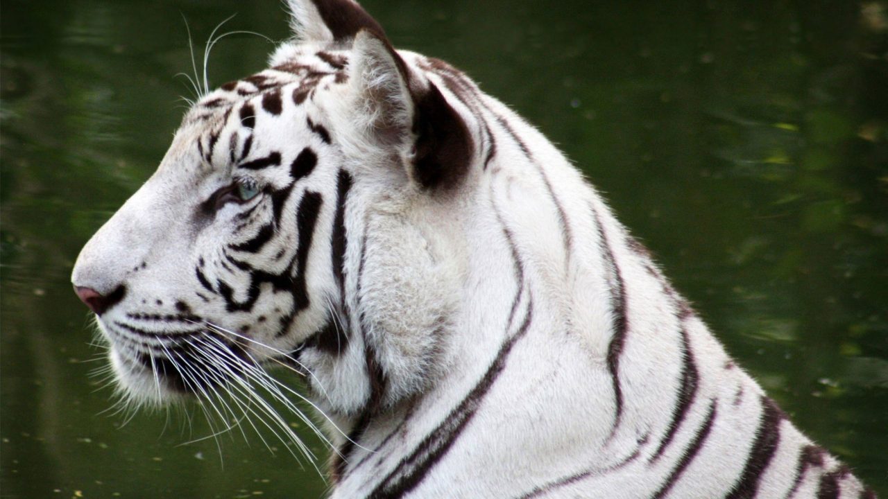 White Tiger Wallpapers for Windows