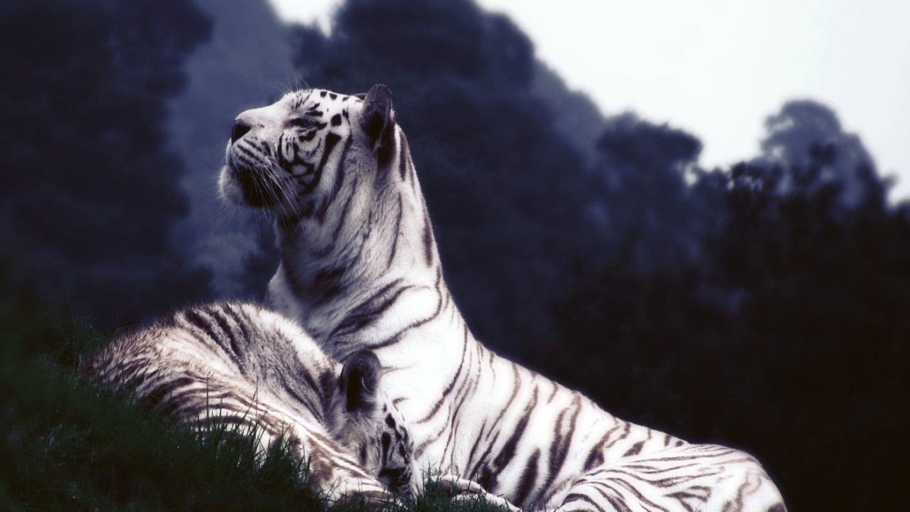 White Tiger images