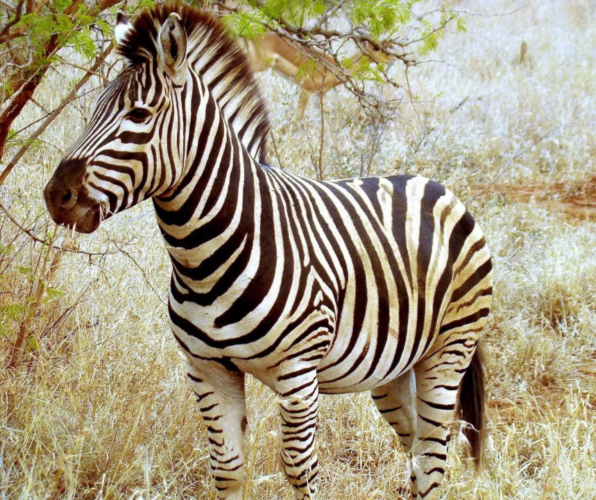 Zebra 10