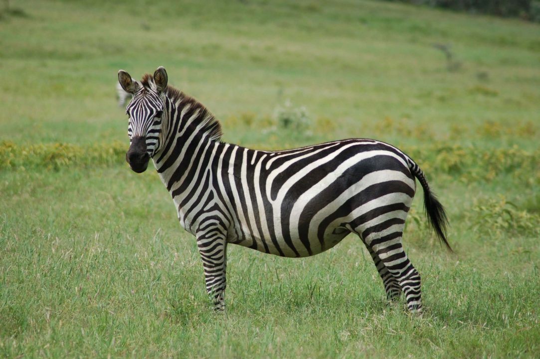 Zebra 2