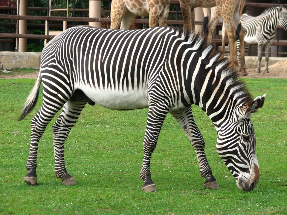 Zebra 5