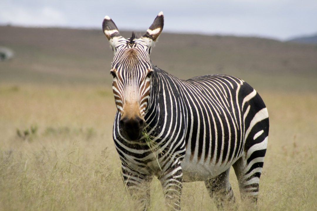 Zebra 6