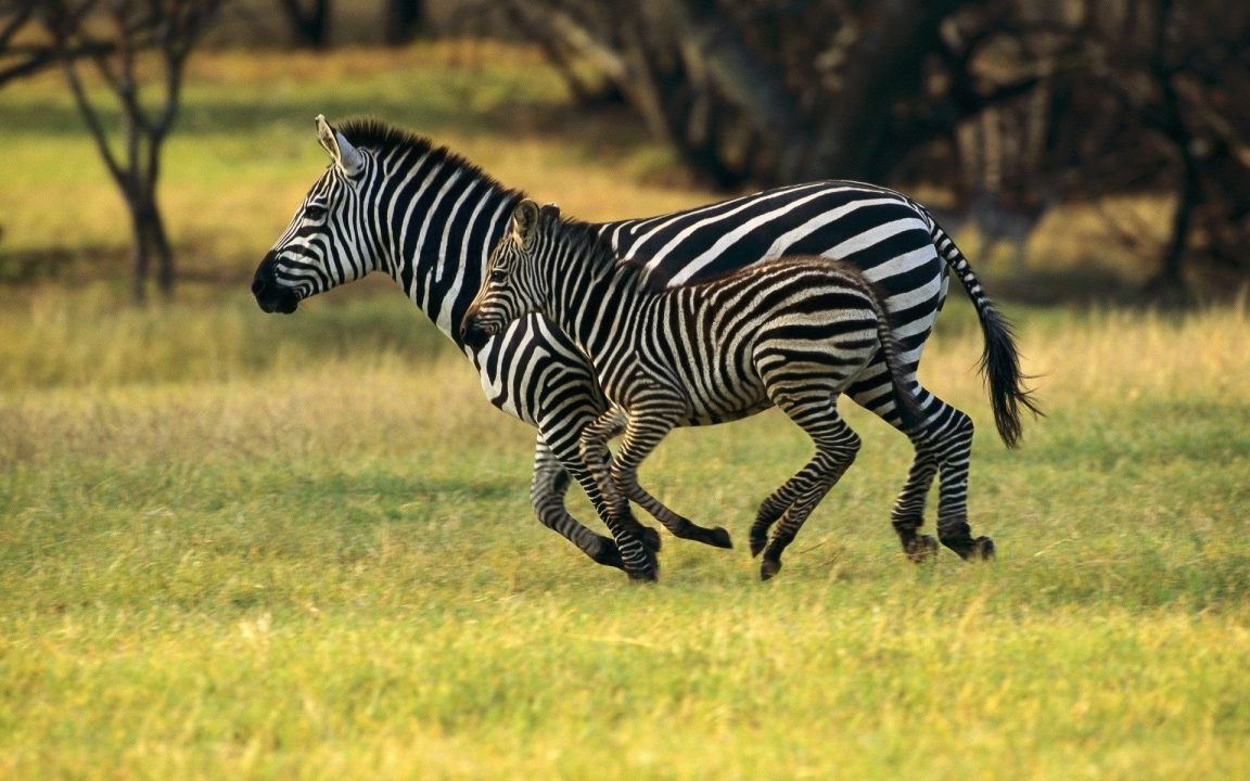 Zebra 8