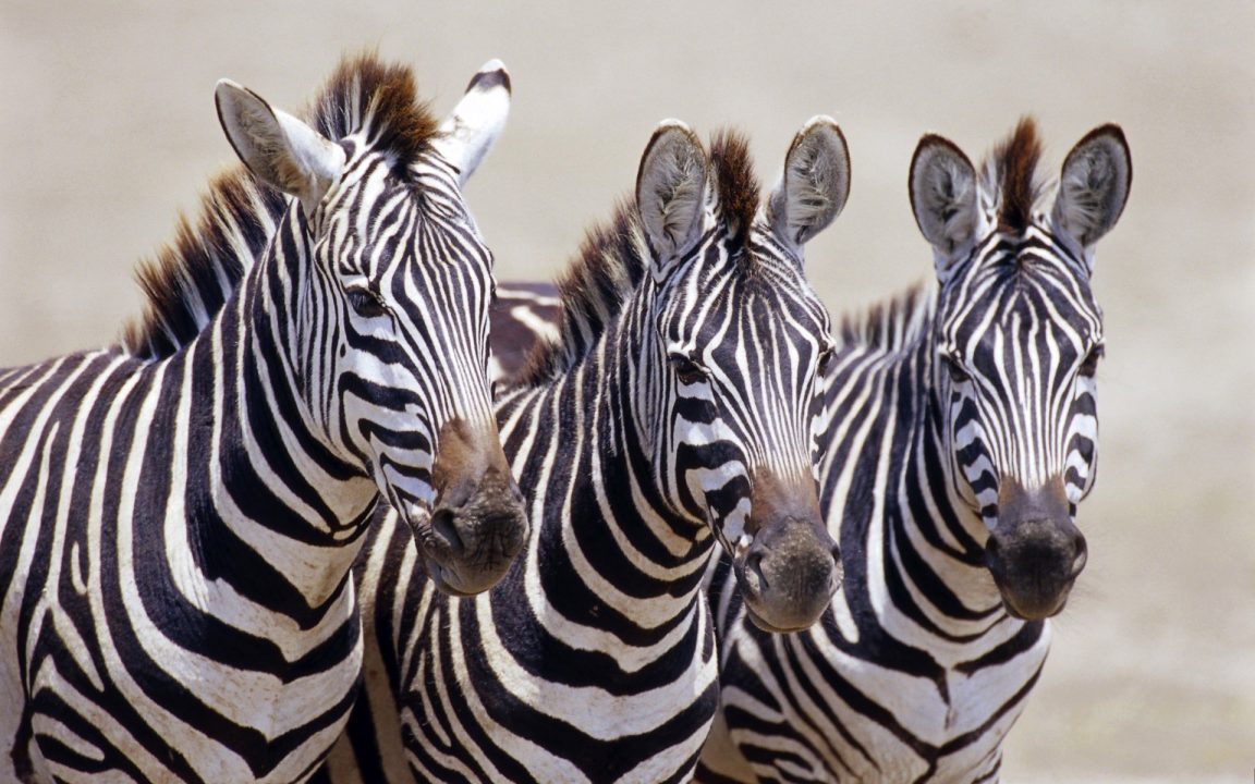Zebra Background image