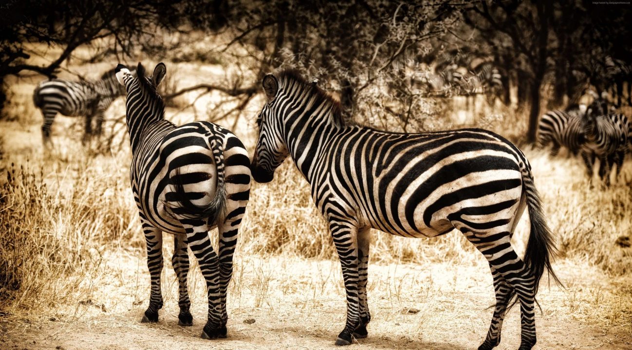 Zebra Background