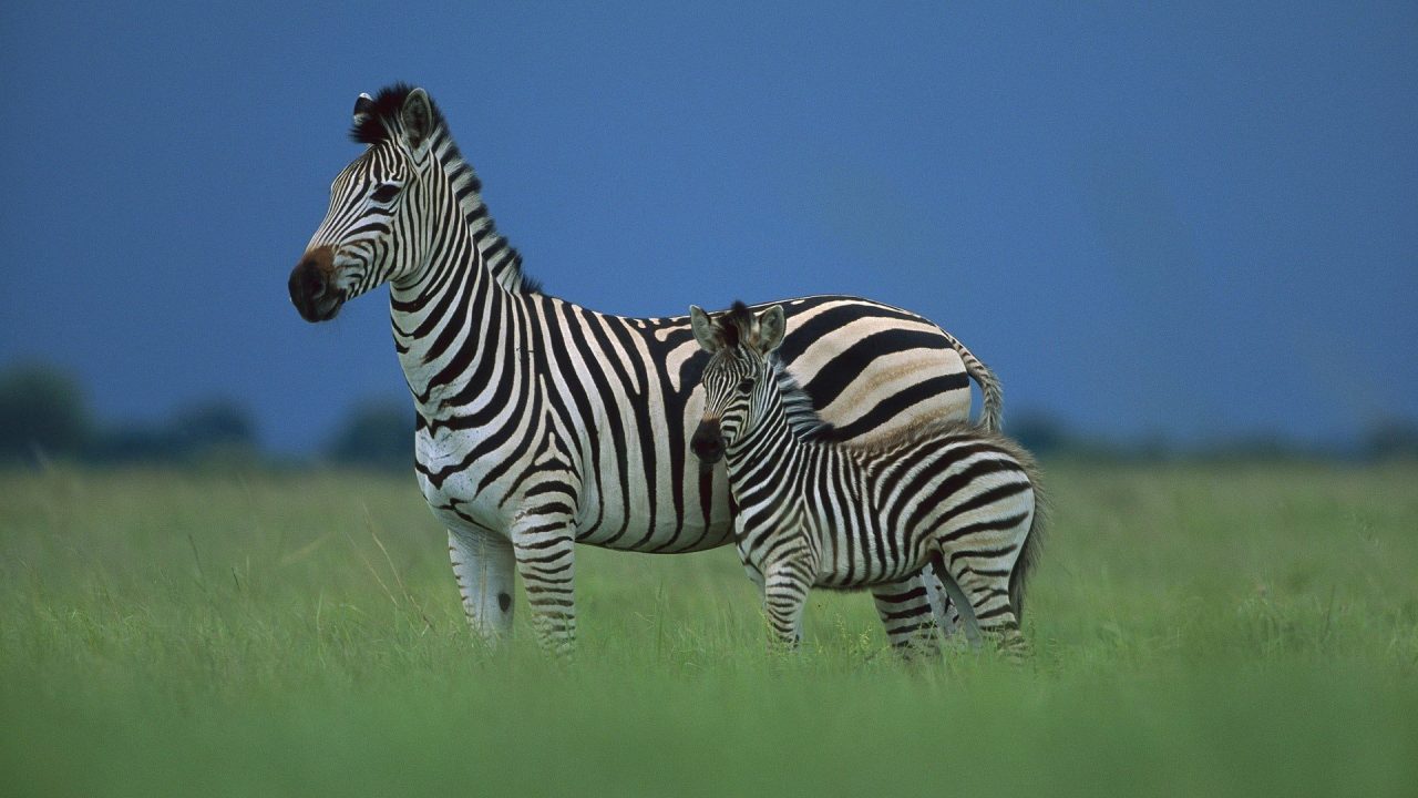 Zebra Desktop Wallpapers