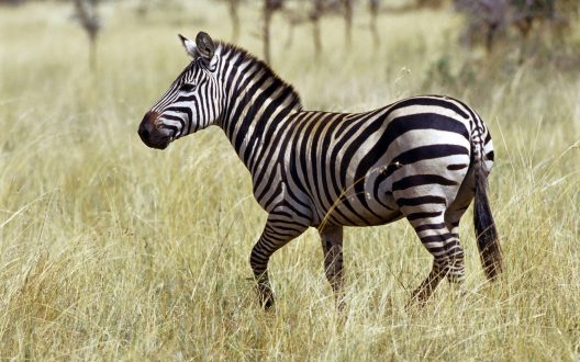 Zebra High Quality
