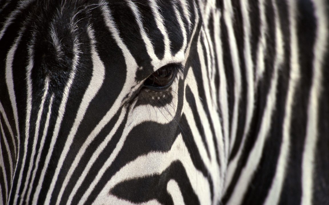 Zebra Photos