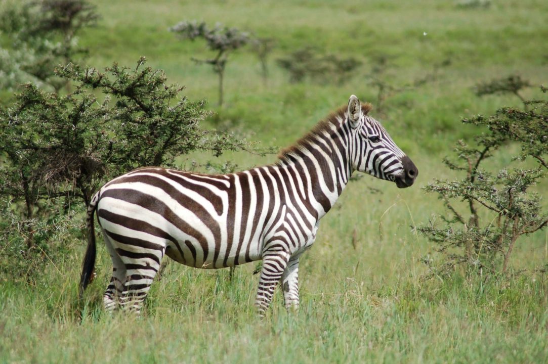 Zebra Pics