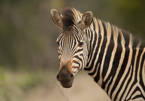 Zebra Wallpapers 2