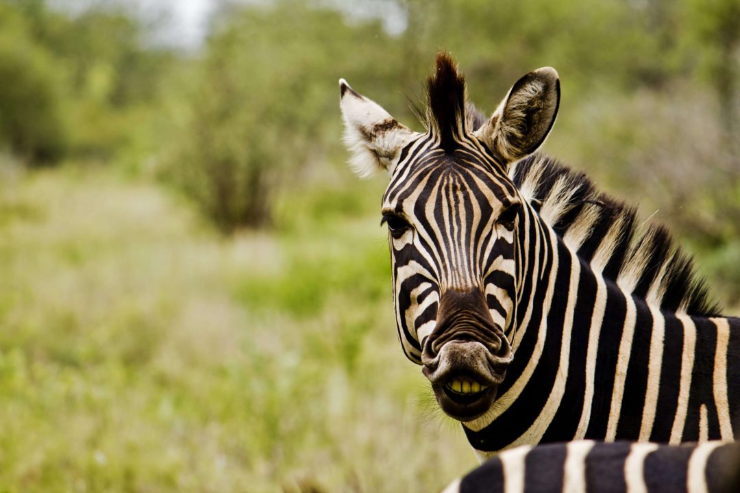 Zebra Wallpapers for Computer