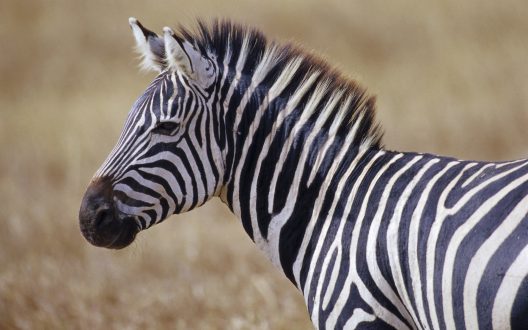 Zebra Wallpapers for Windows