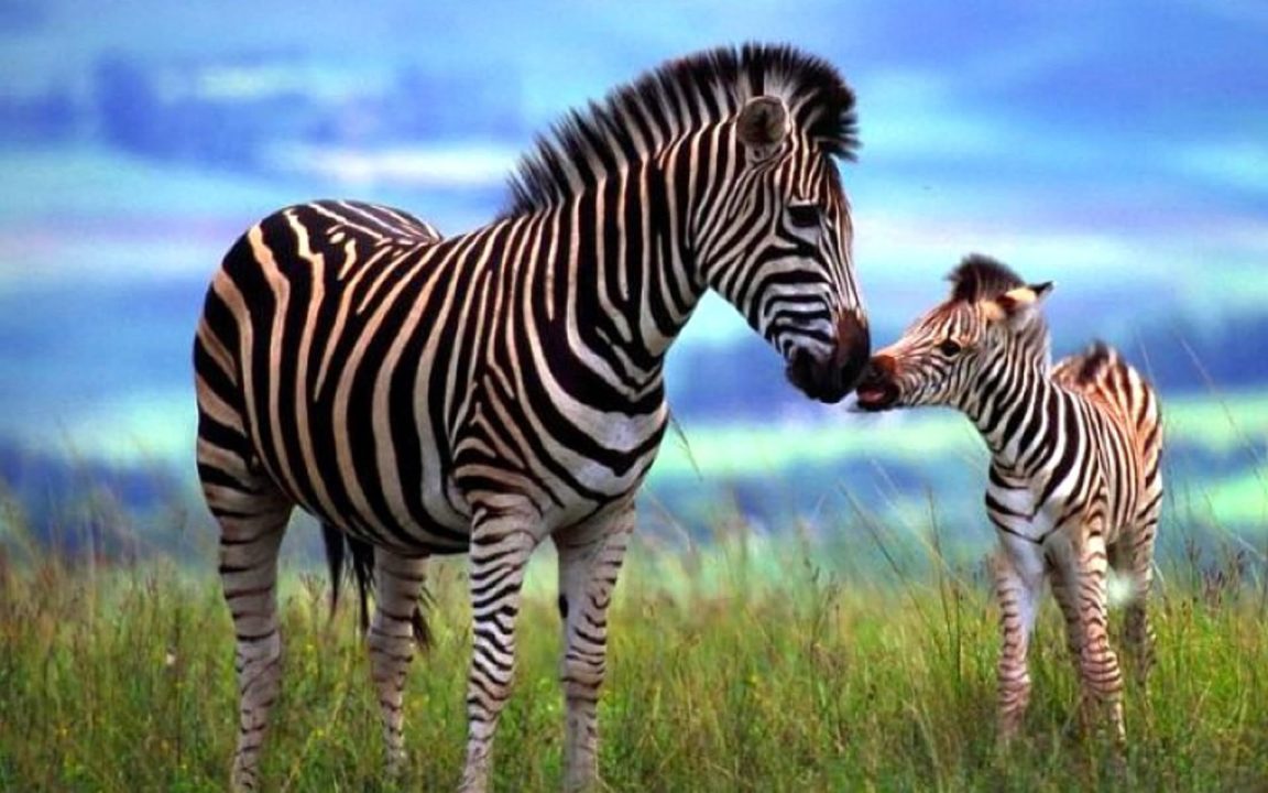 Zebra images