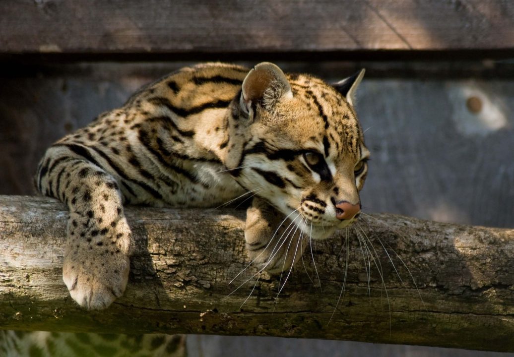 Ocelot 02