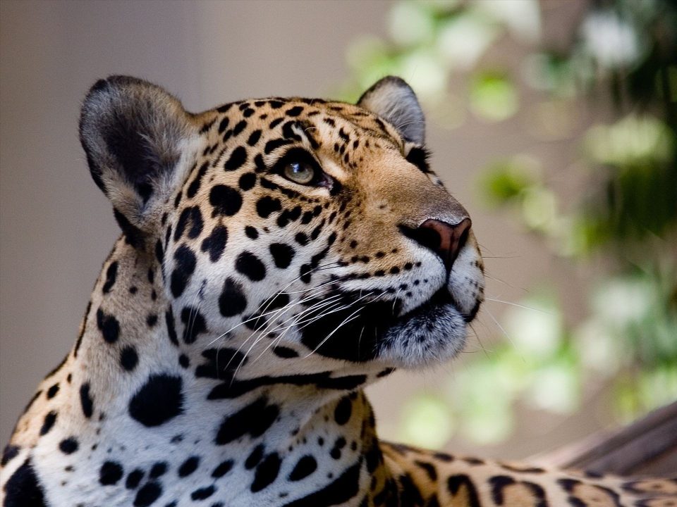 Ocelot 03