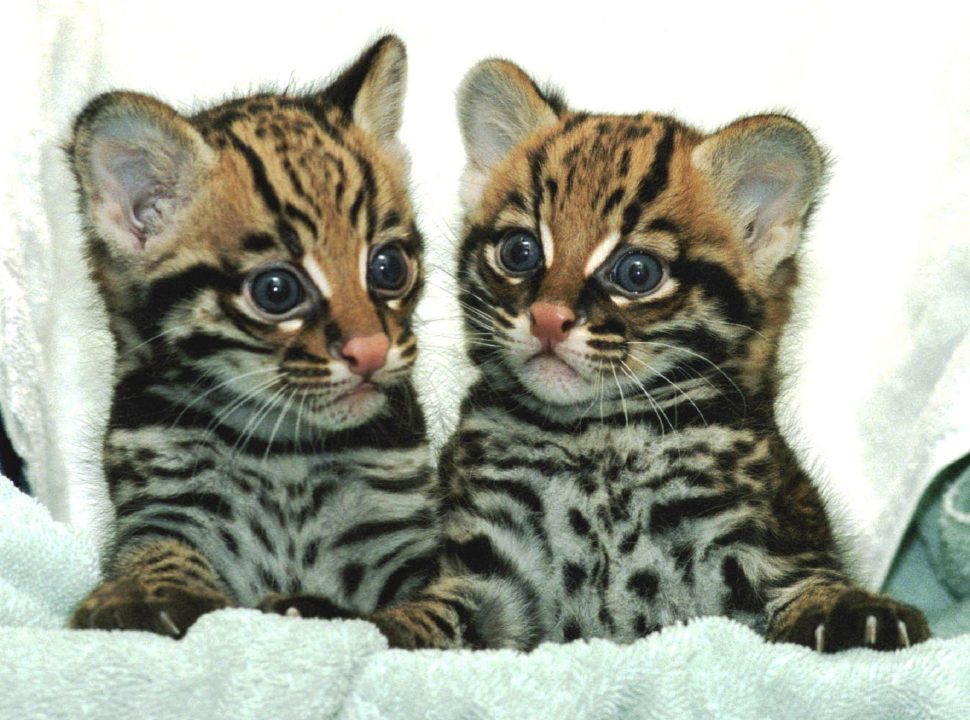 Ocelot 04