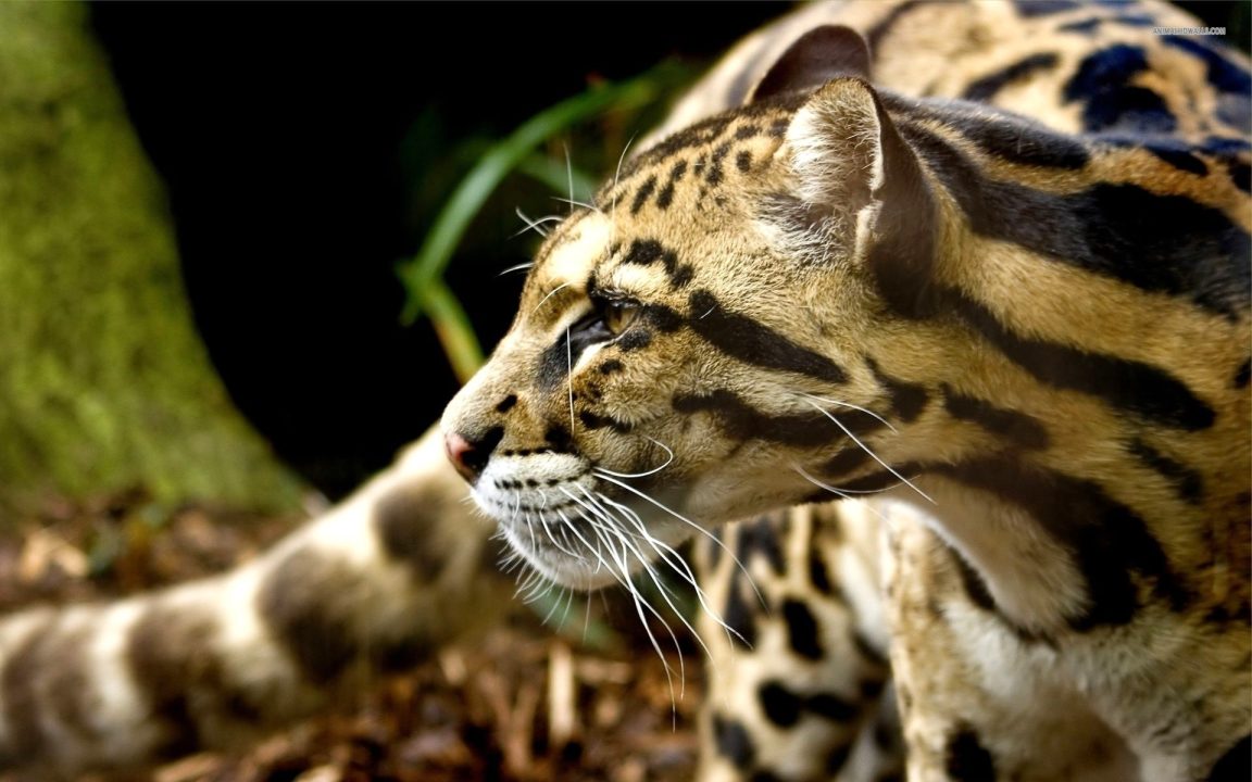 Ocelot 05