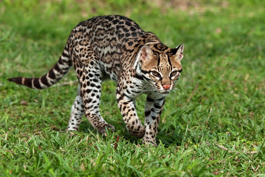 Ocelot 06