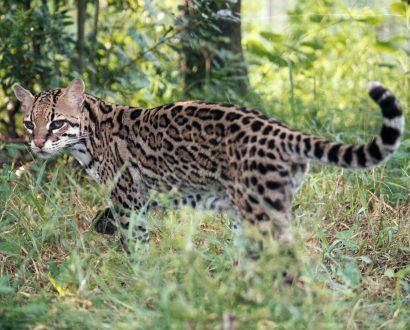 Ocelot Photos