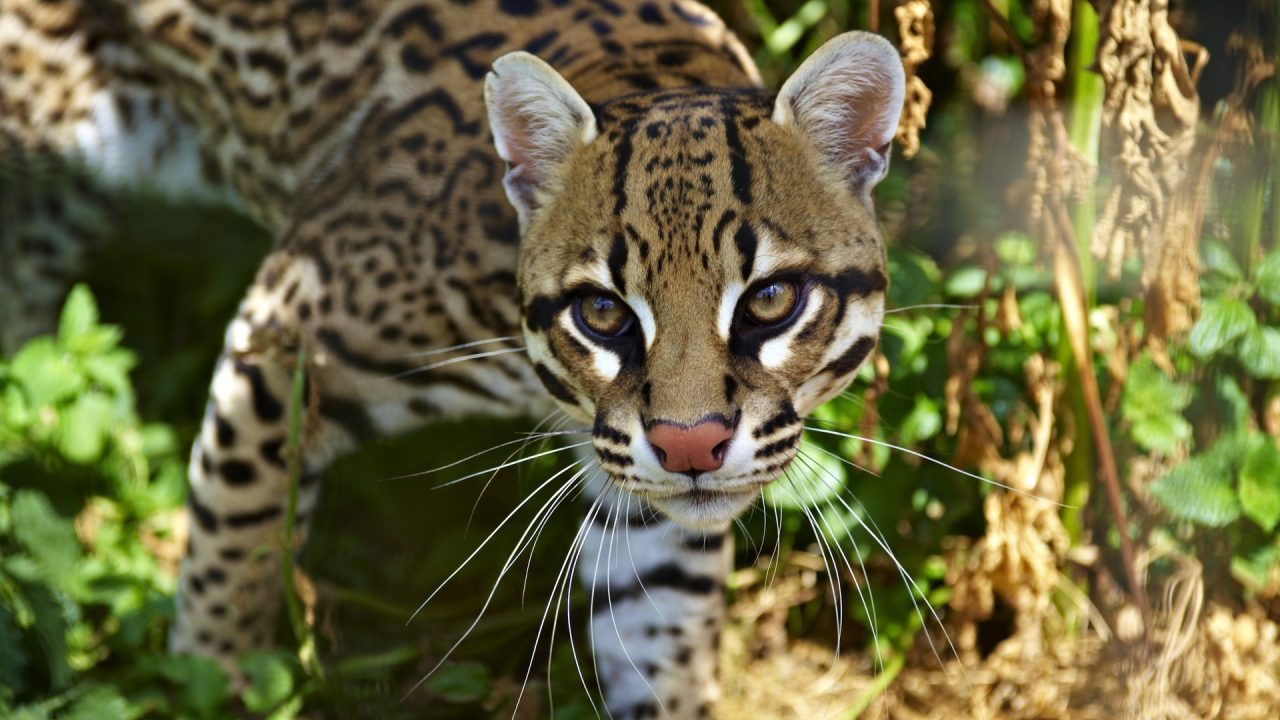 Ocelot Pics