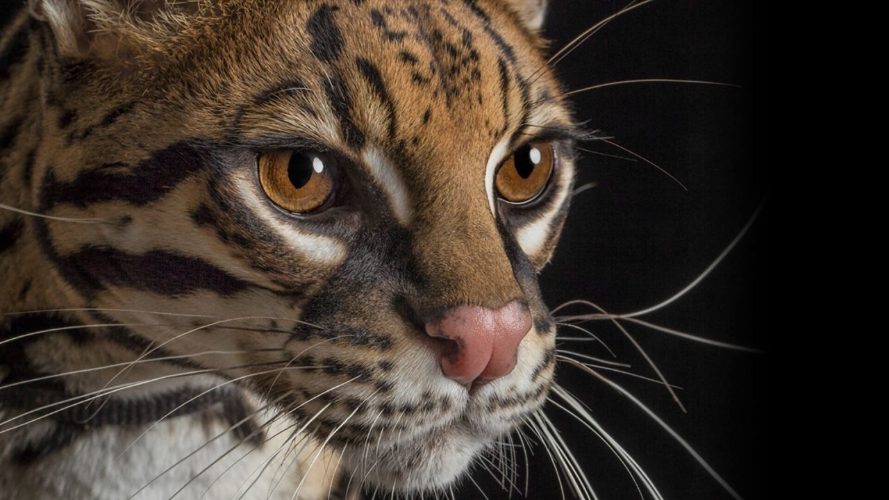 Ocelot Pictures