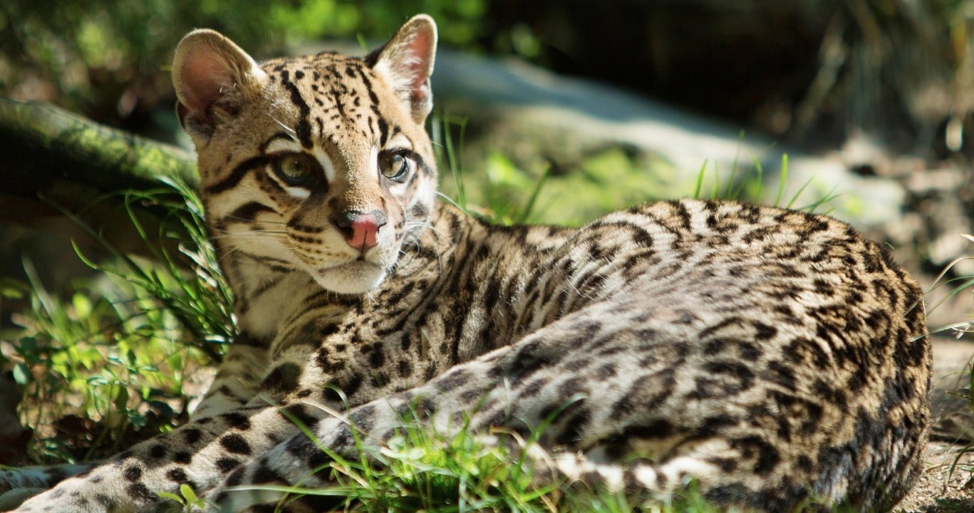 Ocelot Wallpapers