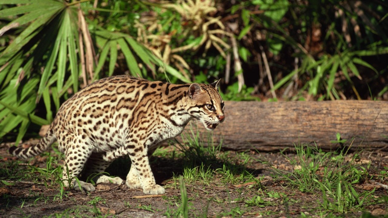 Ocelot images