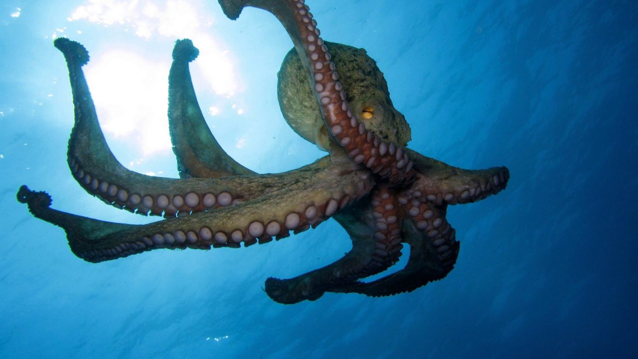 Octopus 02