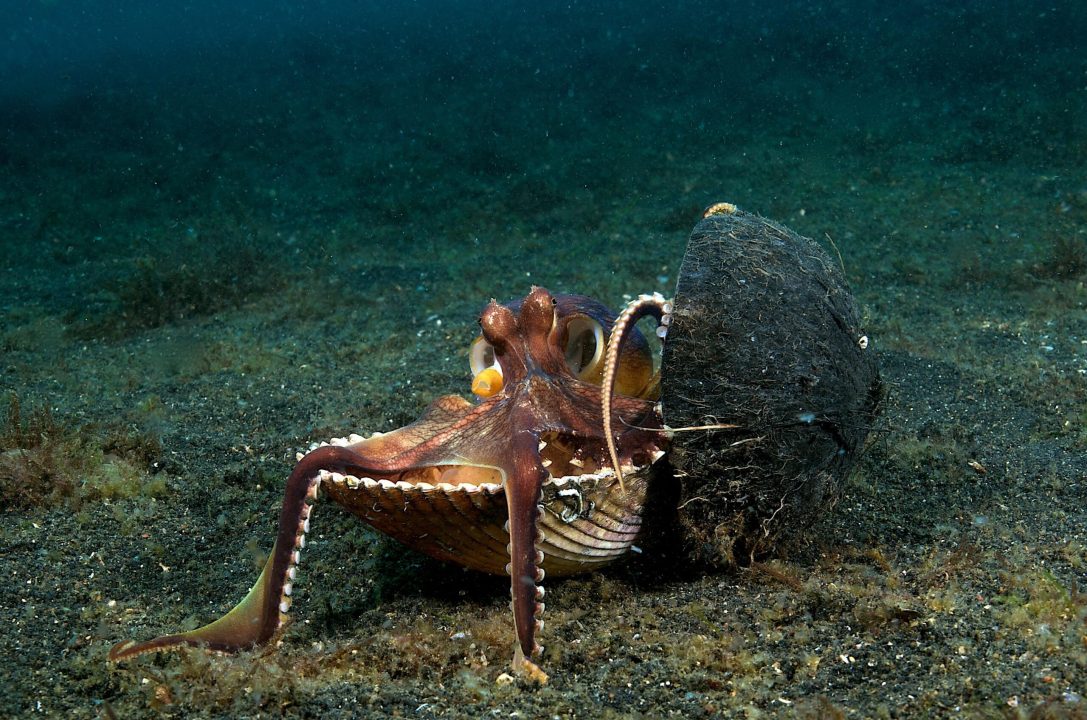 Octopus 06