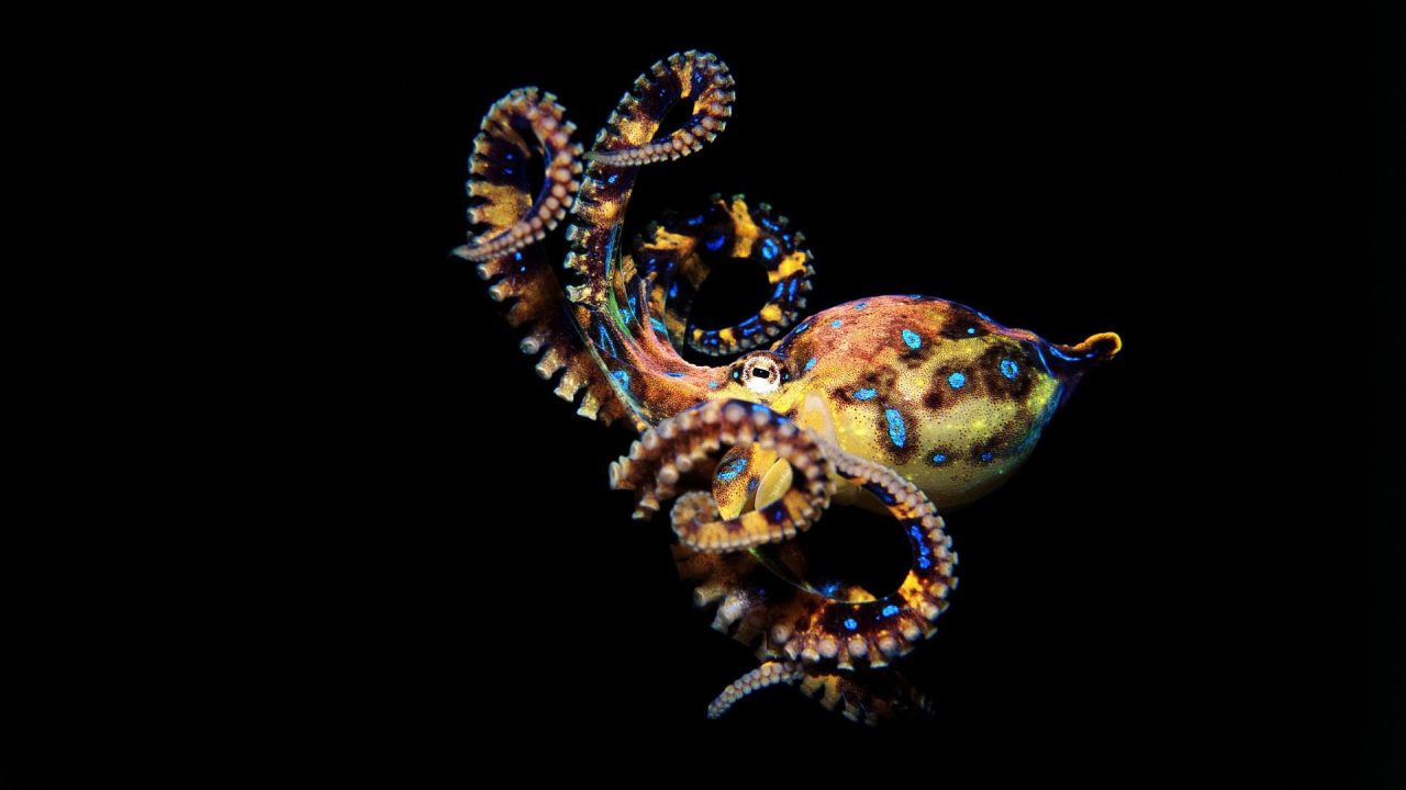 Octopus 07