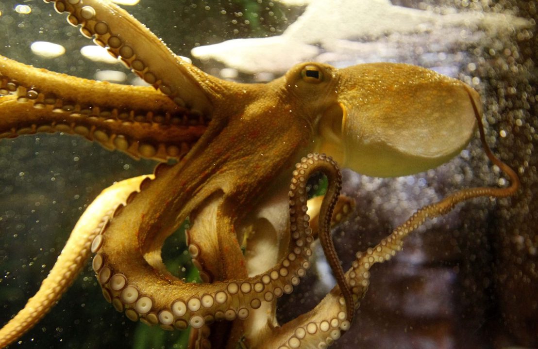 Octopus 08