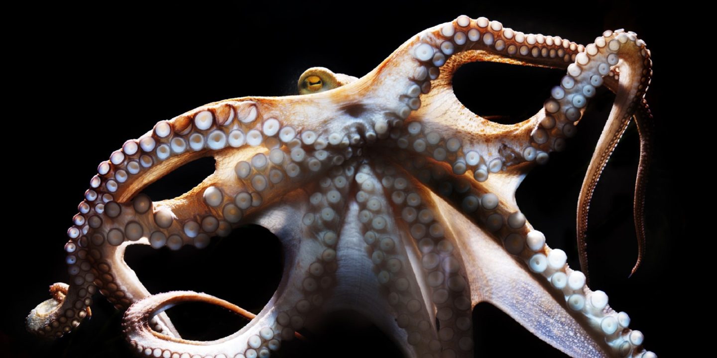 Octopus