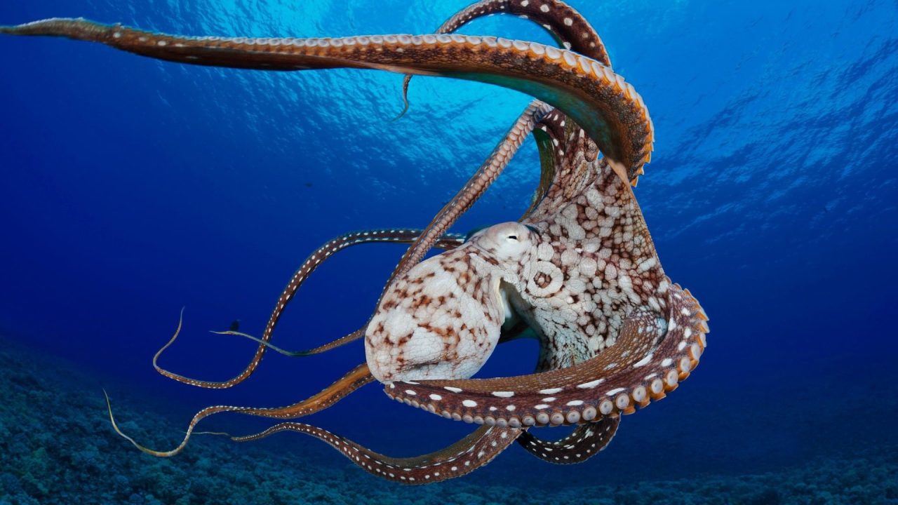 Octopus Background images