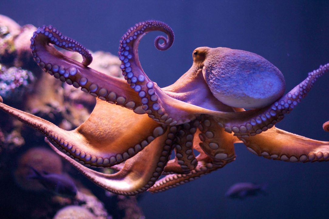 Octopus Background