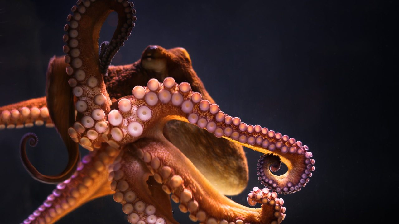 Octopus Computer Wallpapers