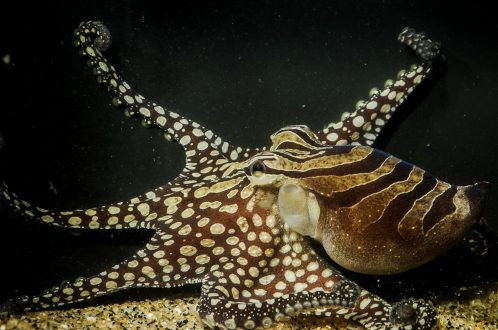 Octopus Desktop