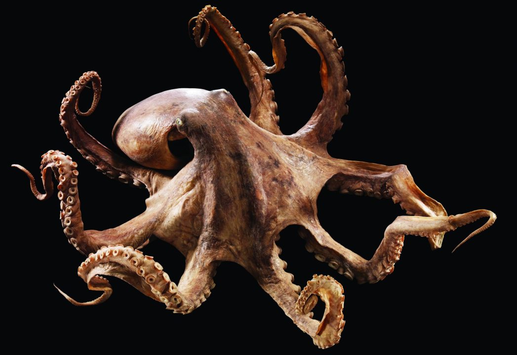 Octopus Laptop Wallpapers