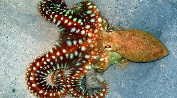 Octopus Photos
