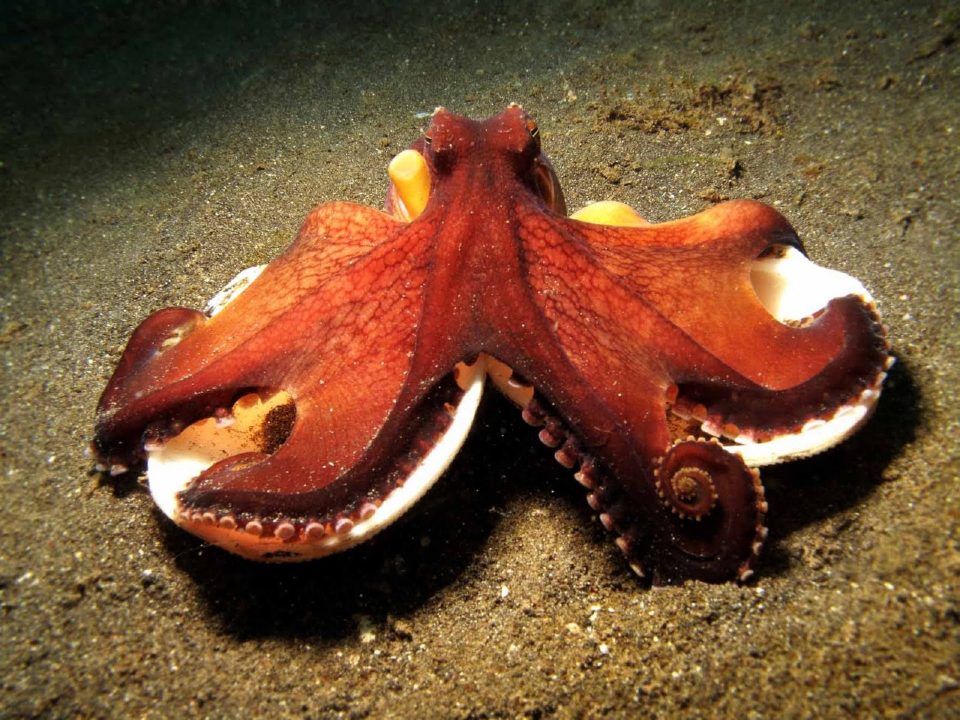 Octopus Wallpapers