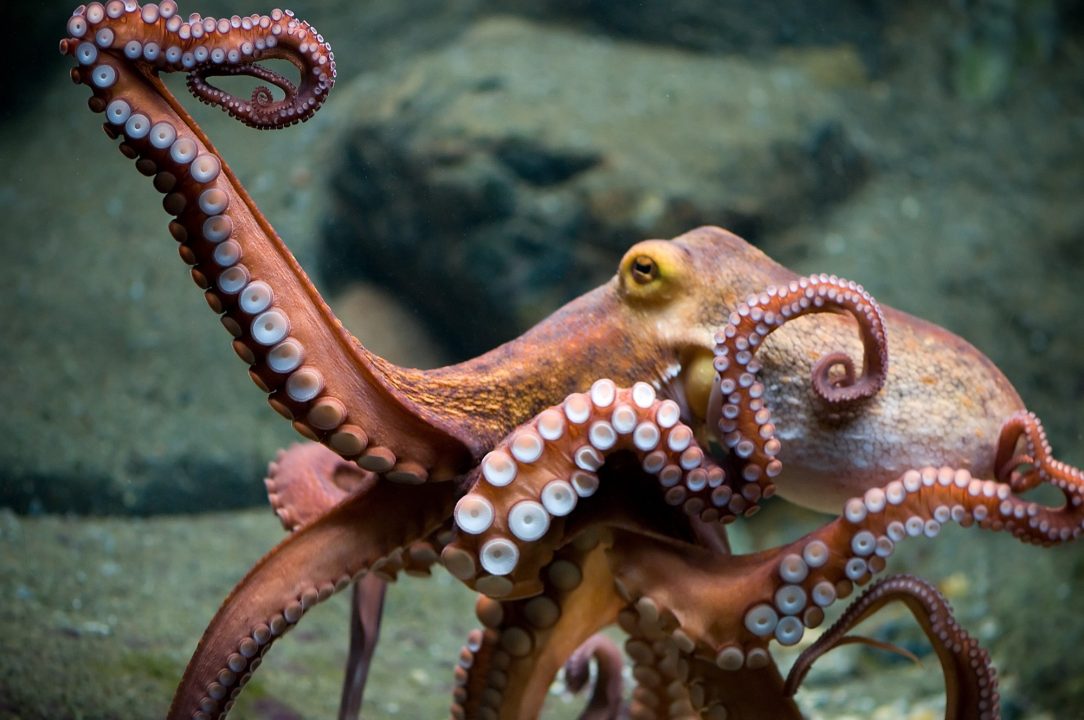 Octopus images
