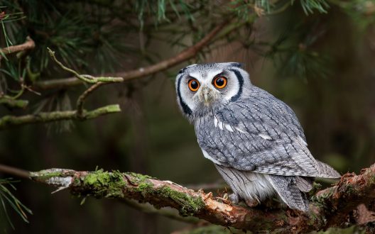 Owl 07