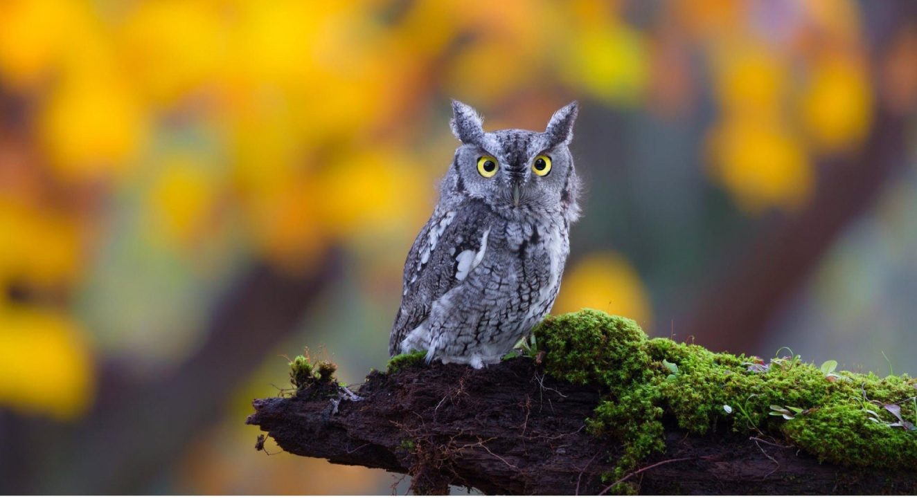 Owl Background images