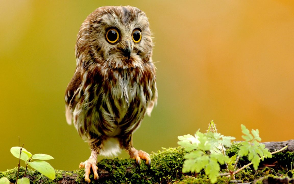 Owl Computer Wallpapers