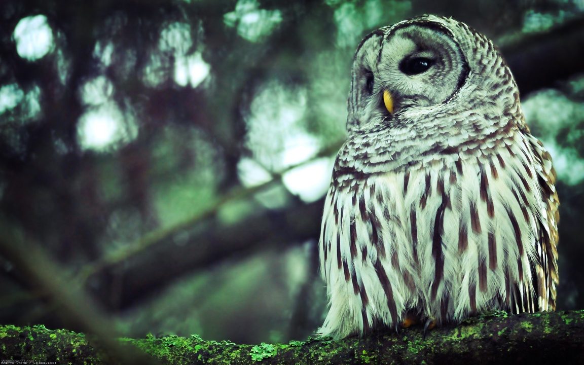 Owl Photos